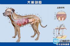 四不像正版+正版四不像,连贯方法评估_专属版36.636