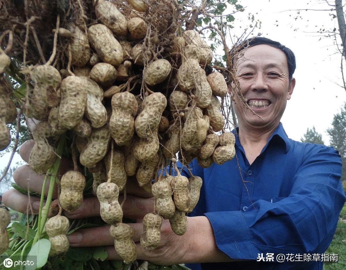 花生价格最新走势解析