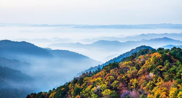 陕西山川林业最新动态概览