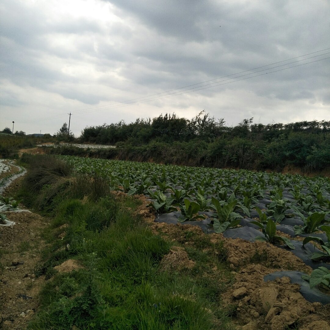 芦洋乡最新天气预报通知